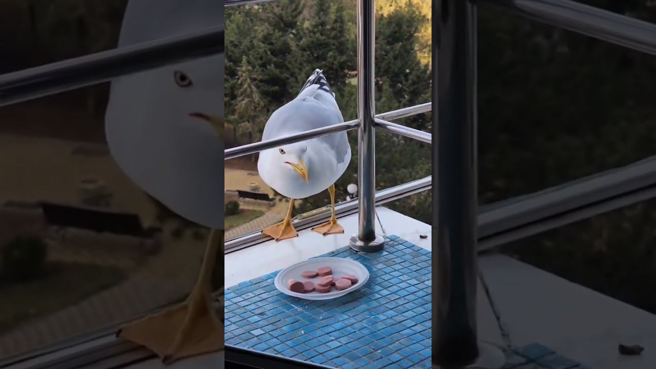 А мы то и не совсем голодные сегодня!#shotrs #севастополь #январь2024