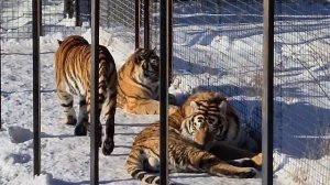 Амурские тигры блаженствуют! Тайган