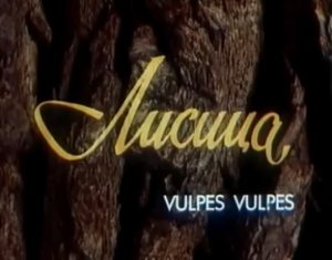 В объективе животные. Лисица