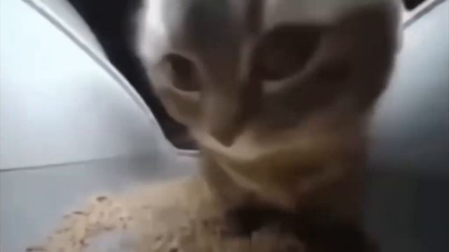 песня Чипи Чипи чапа чапа. смотреть онлайн