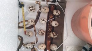 Эксперимент. Птичка из магазинного яйца!