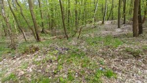 Янтарь ,поиск в лесу (бурштын)