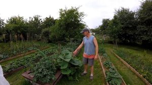 ПОДВЯЗКА ОГУРЦОВ