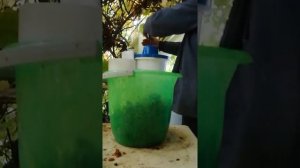 Соковыжималка Нептун отжимает виноград