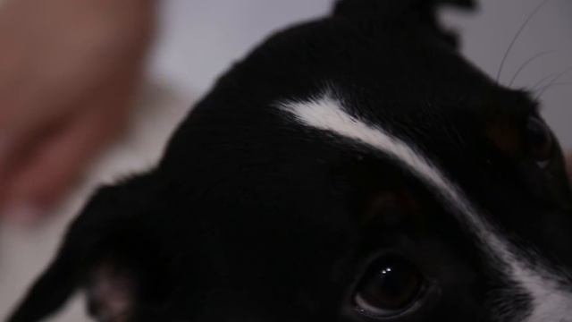 ШЕРСТЬ ДЖЕК РАССЕЛ ТЕРЬЕРА | КАК УХАЖИВАТЬ ЗА ШЕРСТЬЮ | ВИДЫ ШЕРСТИ ДЖЕК РАССЕЛ ТЕРЬЕРА смотреть онлайн