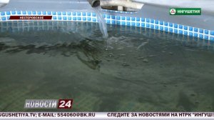 Разведение осетровых.