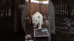 Белый медведь в динопарке «Динозаврик»