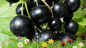 Смородина черная Шаровидная ? Обзор: посадка и уход. крупномеры смородины: описание и особенности