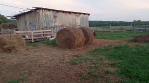 ❗## Лечим телязиоз у телёнка ##❗