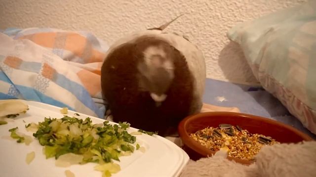 pigeon - paloma - pájaros - голубь - голубь Ричард высиживает свои яйца #paloma #pajaro #голубь #ко