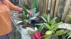 Philodendron Plant Shopping @ GGY Garden