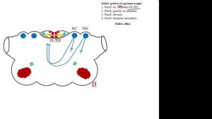 Внутреннее строение продолговатого мозга