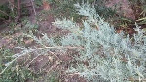 Обрезка ХВОЙНЫХ ! Виды обрезки! Корректирующая обрезка можжевельника ГРЕЙ ОУЛ!