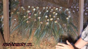 Как сушится чеснок и лук на чердаке
