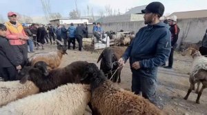 Молбозори Ёвон нархи моли майда барачаҳои бе оча бизнеси барачаҳо