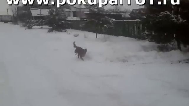 Отпугиватель собак! РАААБОТАААЕТ!!! смотреть онлайн