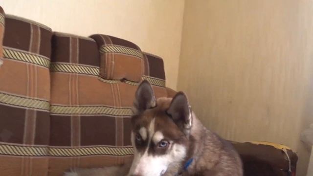 Как отучить ХАСКИ ВОРОВАТЬ? БАЙКАЛ ВОРУЕТ ЕДУ СО СТОЛА смотреть онлайн