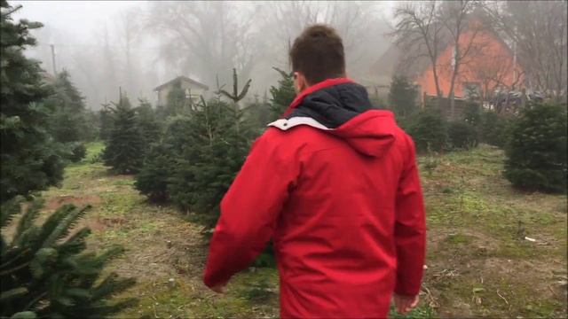 Abies concolor - Kolorádói jegenyefenyő смотреть онлайн