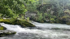 Лосось, идет на нерест. Камчатка #рыбалка #камчатка #лосось #fishing #salmon