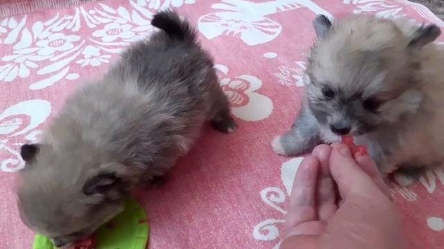 Щенки немецкого шпица