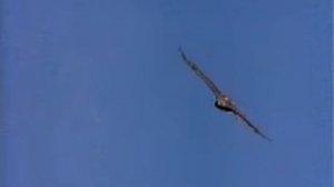 Полет птицы