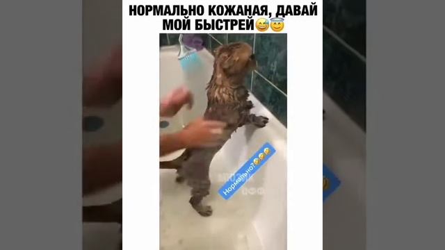 как помыть кота...НОРМАЛЬНО!!!