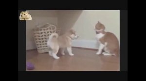 Самые прикольные и веселые собаки Сиба-ину 3. TOP Funniest Shiba Inu 3 Videos