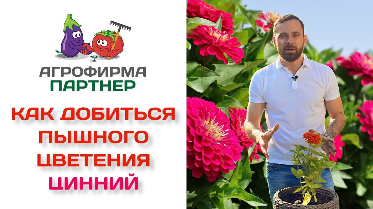 Как добиться пышного цветения цинний