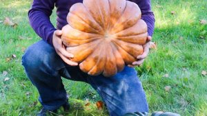 Тыква мускатная Медовая карусель. Полная карусель витаминов и каротина!