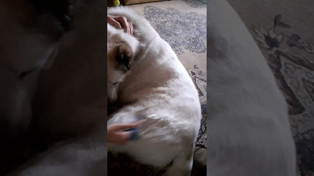 Вот так мы вычёсываем алабая 2#shortvideo big dog alabay смотреть онлайн