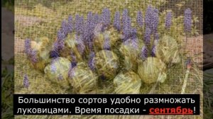 Мускари посадка и уход. Как и когда сажать мускари на даче - мышиный гиацинт