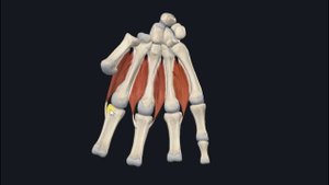Тыльные межкостные мышцы (mm. interossei dorsales) 3D Анатомия