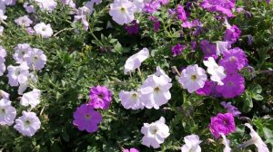 Крыловская