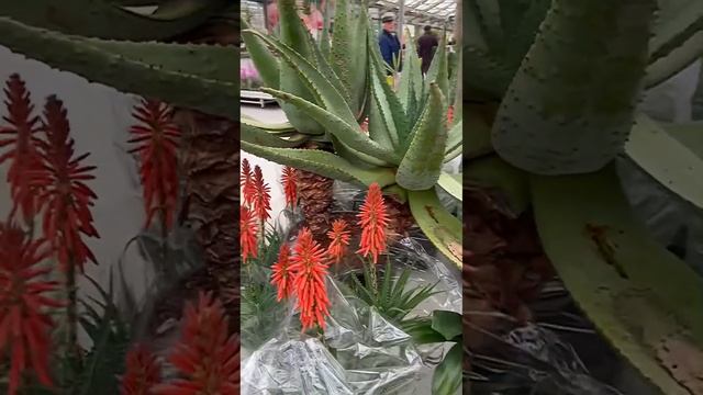 ?Алоэ цветёт! смотреть онлайн