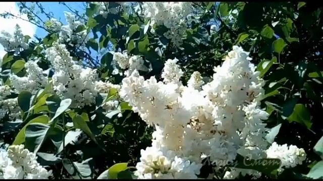 "Сиреневый туман над нами проплывает..." Владимир Маркин. Красивая музыка и разные сорта сирени. смотреть онлайн