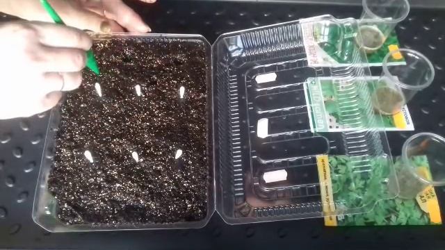 Сеем семена Петрушки простым,надежным способом. смотреть онлайн