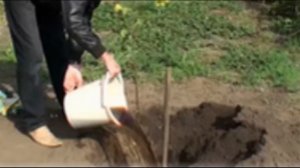Как правильно нужно сажать яблоню весной