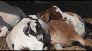 КАМОРИ козочки