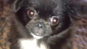 Бесстыжая собака приставака