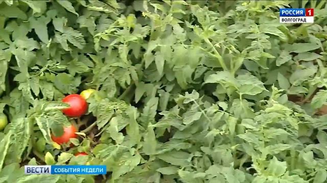 Селекционеры возрождают семеноводство волгоградских помидоров