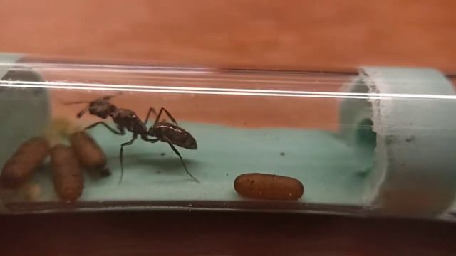 КАК СОДЕРЖАТЬ Odontomachus bauri? Осбенности. #Муравьи #Муравьинаяферма #ВГУМ #РАСПАКОВКА