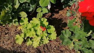 Герань садовая и зональная в нашем саду.