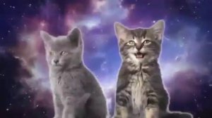Песенка котиков)Няшка..