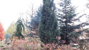 Abies alba 'Pyramidalis' jedle bělokorá