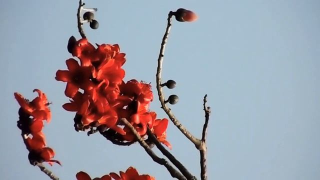 Zoom test video with Samsung wb1000f(35x)???? смотреть онлайн