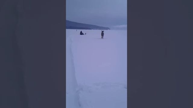 Изюбр 90 уровня, такого вы еще не видили.