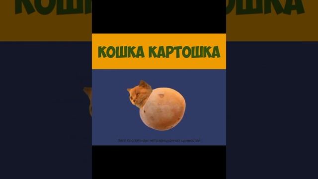 мемы смотреть онлайн