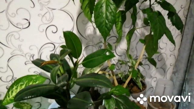 Зелёный уголок//Новинки//Мои крупномеры//Аглаонема//Стеллаж для цветов//Обзор цветов смотреть онлайн