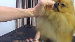 Pet Grooming for a Pomeranian starring Baa Baa