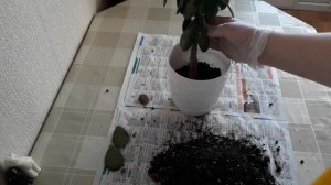 Пересаживаю денежное дерево. Почему не растет?